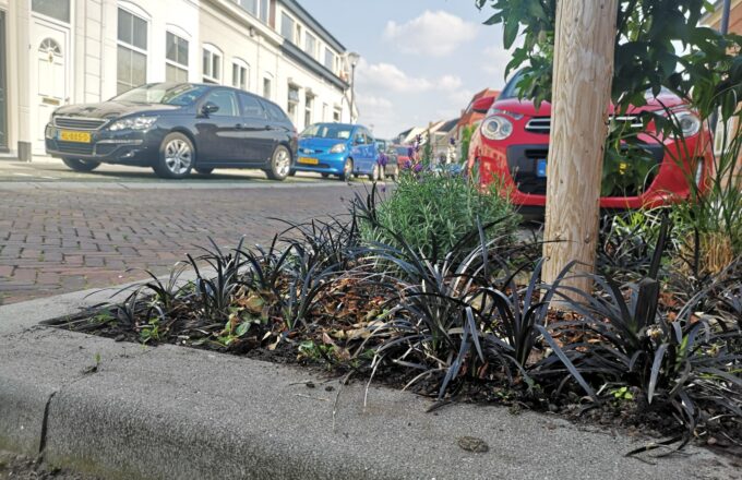 boomspiegel beplanting bergen op zoom planten bomen boom