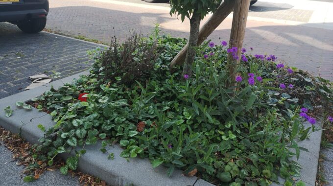 boomtuintje boomspiegel beplanting bergen op zoom planten bomen boom