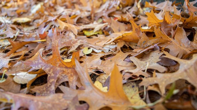 herfst bladeren blad natuur