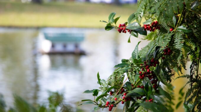 Vijverberg zuid gageldonk park natuur bomen vogels water groen oranje geel herfst wandelen bomen bloemen planten bossen bos vogel drijf hut boot vogelhuisje water eend besjes