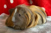 asiel cavia teun