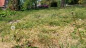 droogte-bergen-op-zoom