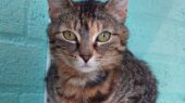 zoë asiel arduin poes kat