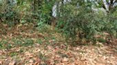 bladeren herfst zomer bergen op zoom