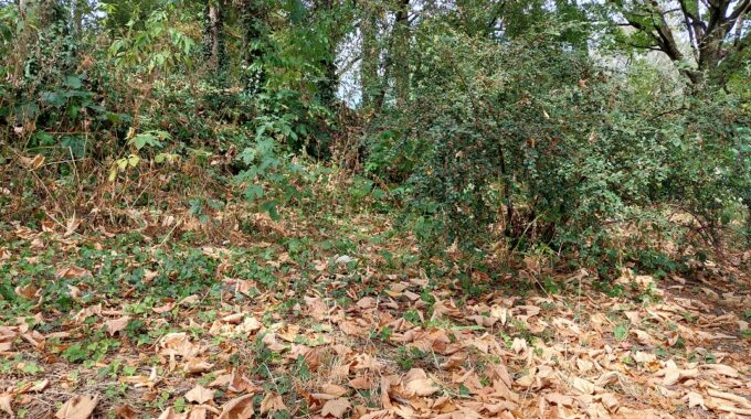 bladeren herfst zomer bergen op zoom