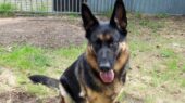 kim asiel herder hond arduin
