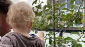babyboom appelboom bergen op zoom gratis baby geboren