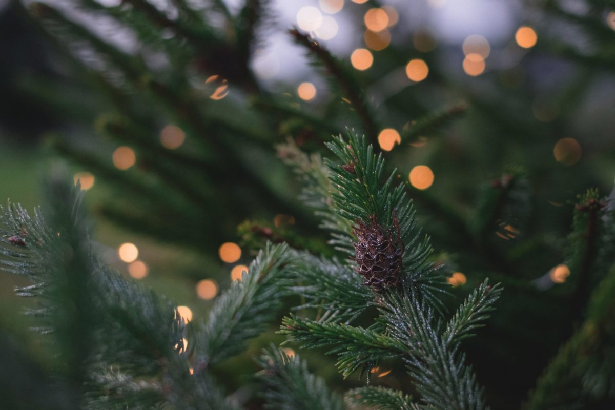kerstboom breda