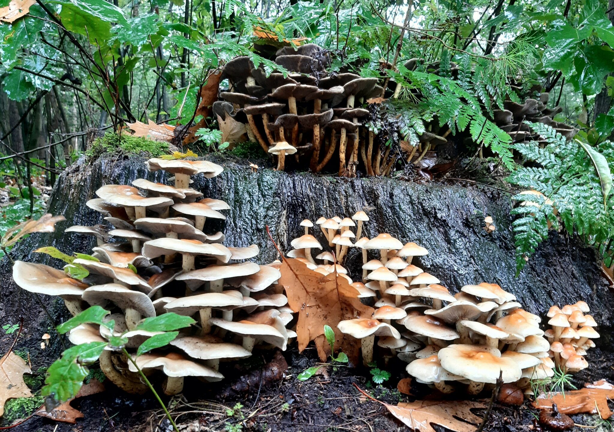 herfstwandeling