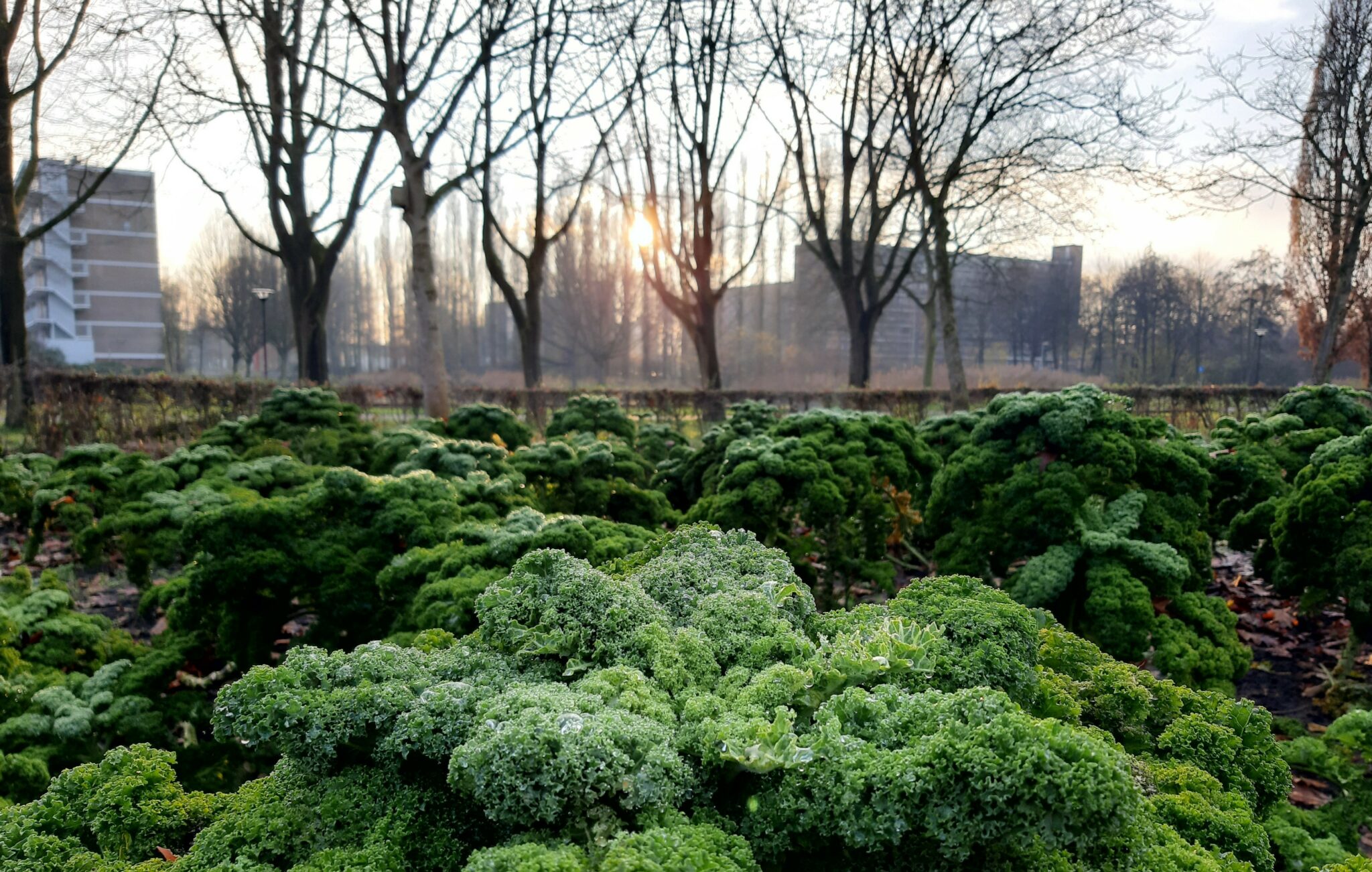 Lage Vuchtpolder