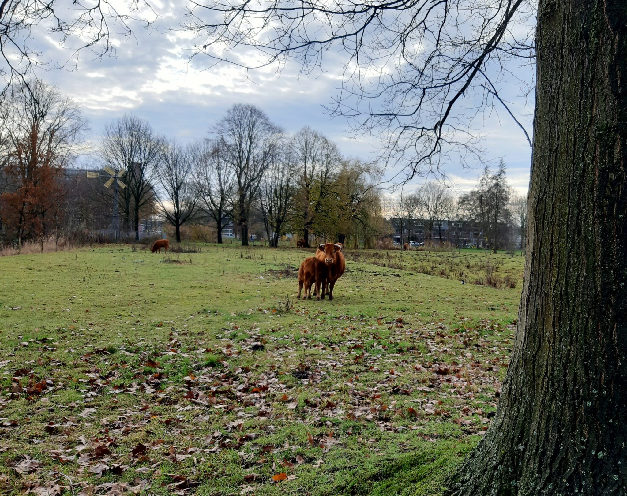 Lage Vuchtpolder