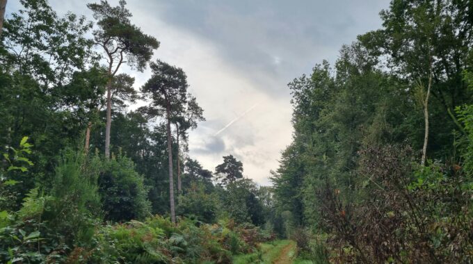 Het bos in