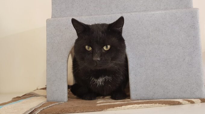 kater rein