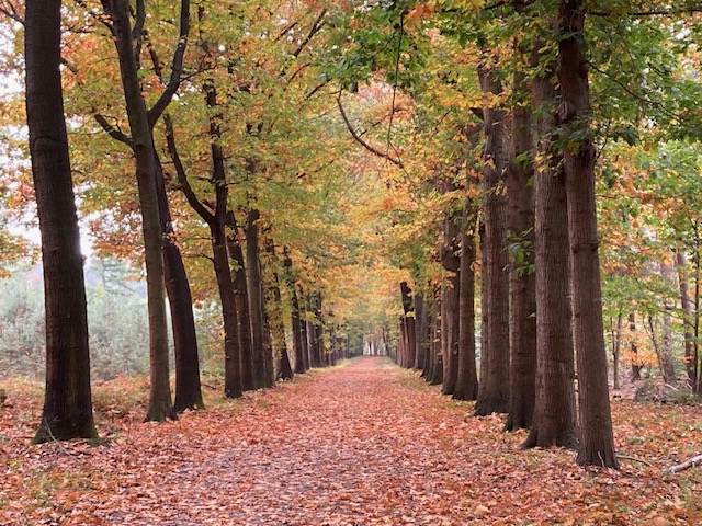 Prachtig! Deze herfstfoto’s van Breda wil je zien