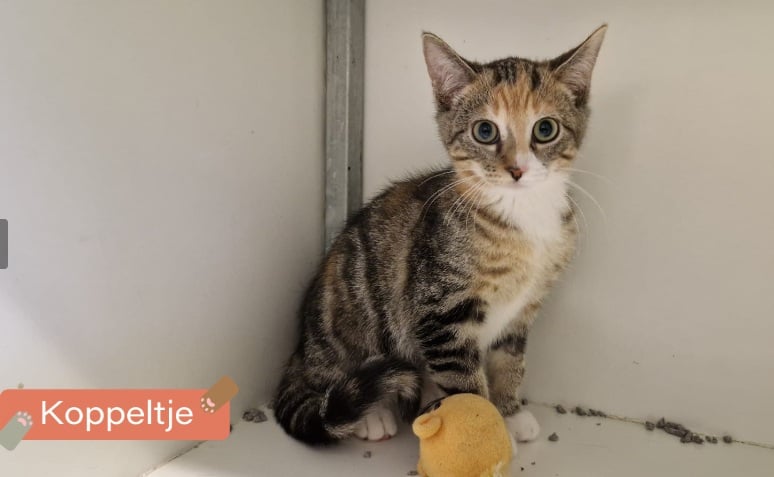 Heb je nog een plekje onder de kerstboom? Deze katten zoeken voor de kerst nog een fijn thuis