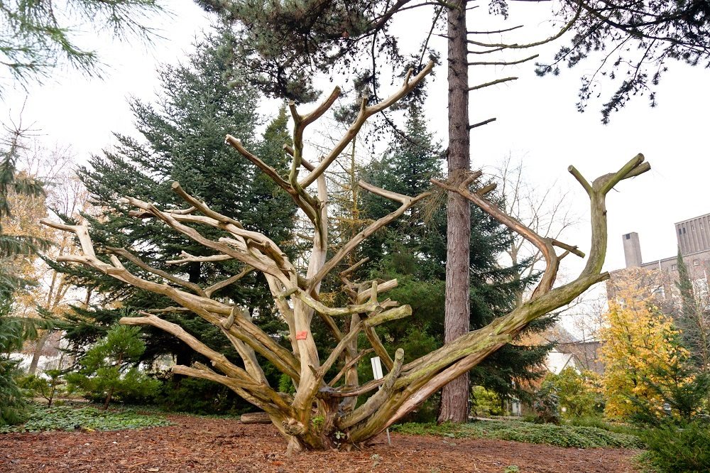 Een boom uit de botanische tuin TU Delft