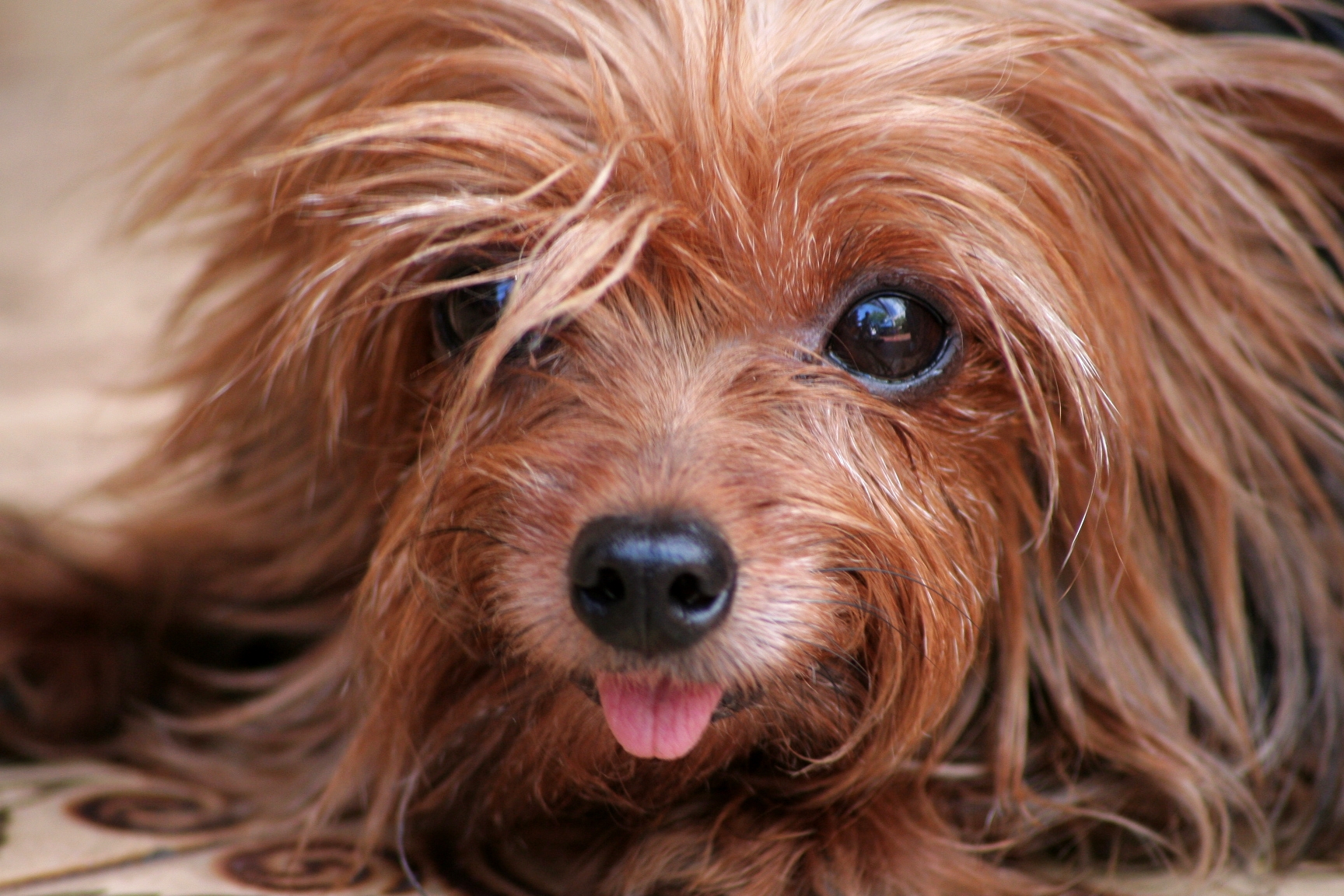 hondje beestenspul