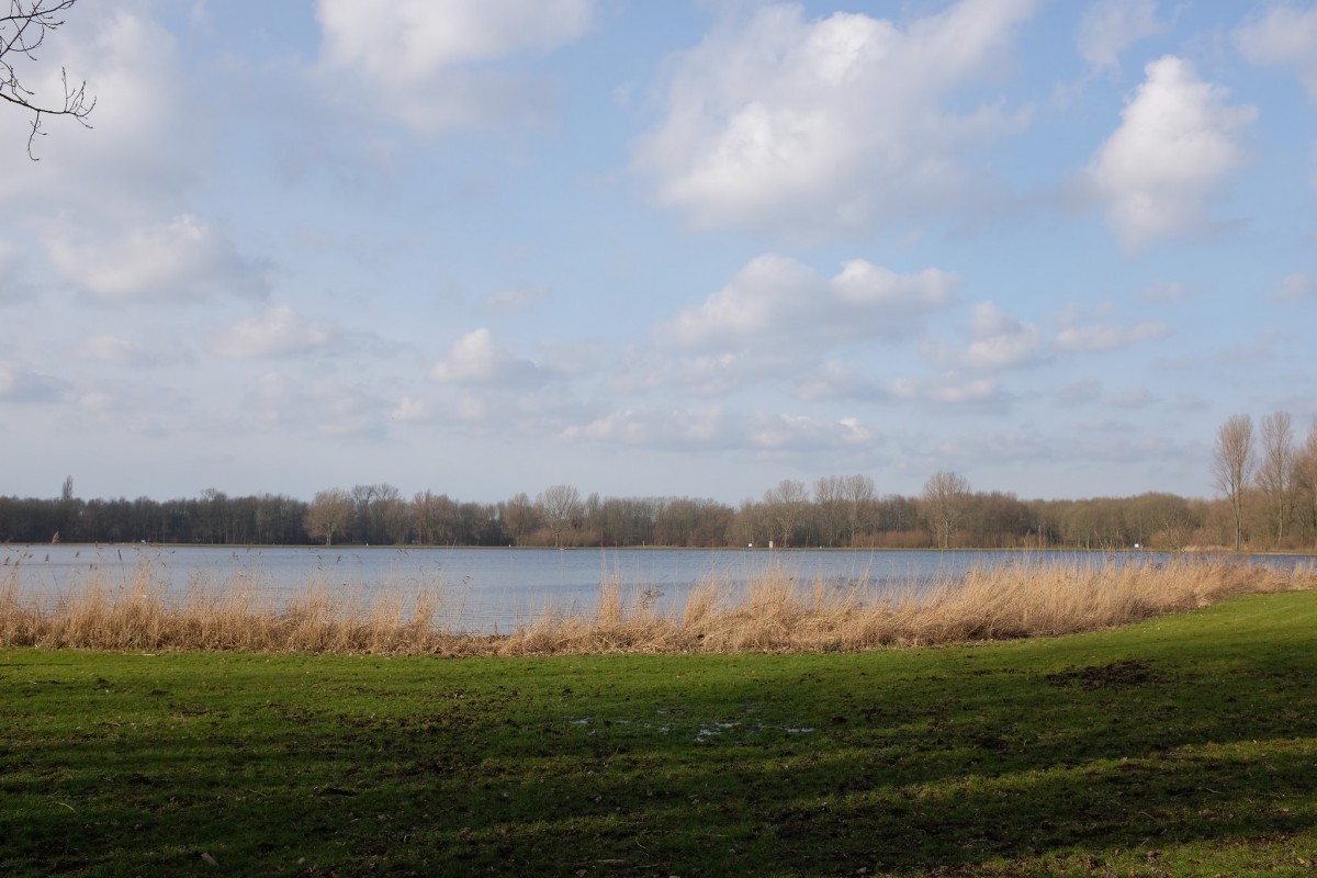 Delftse Hout
