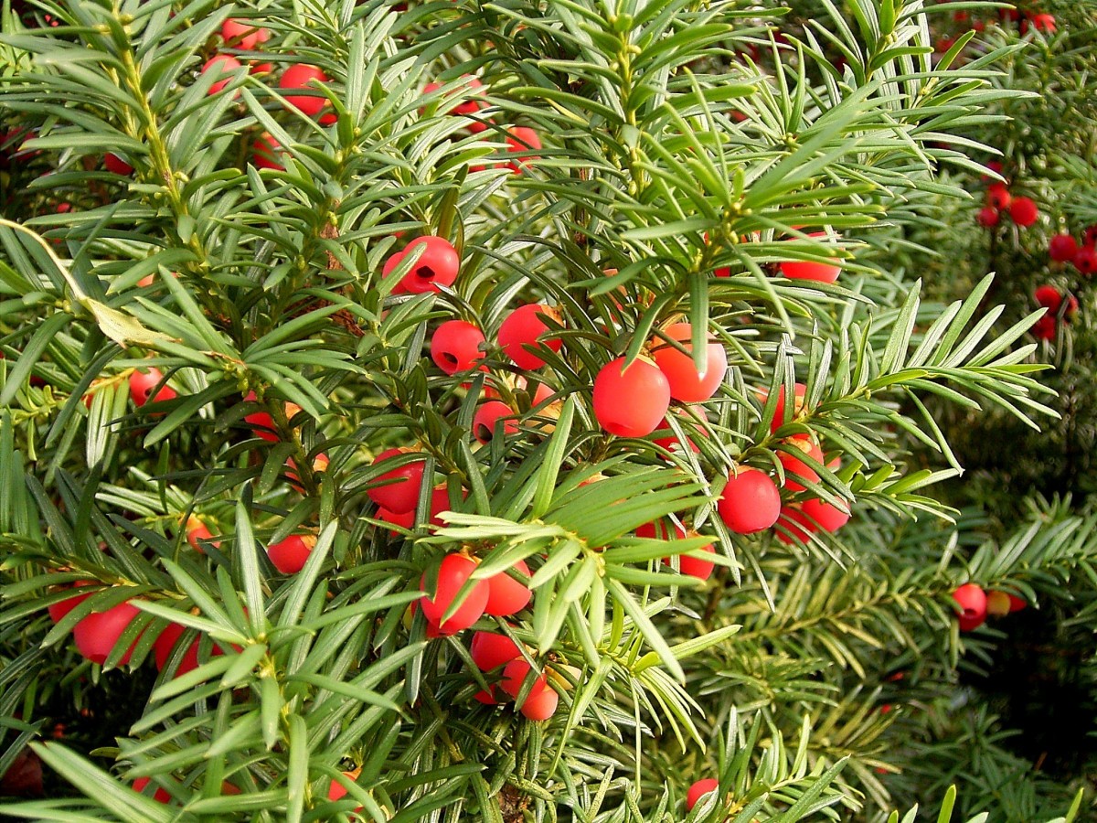 taxus