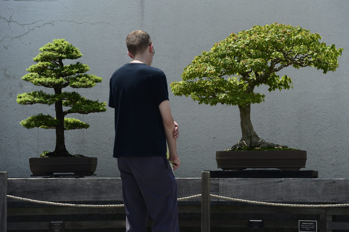 Bonsai ANP