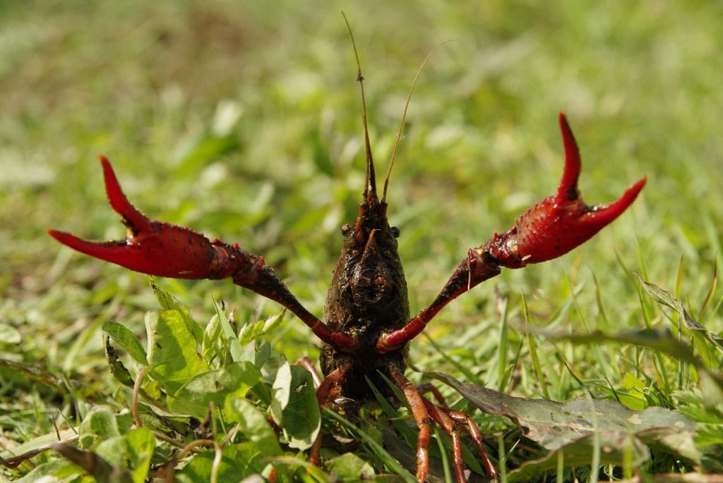 Rivierkreeft. Foto: Wikimedia