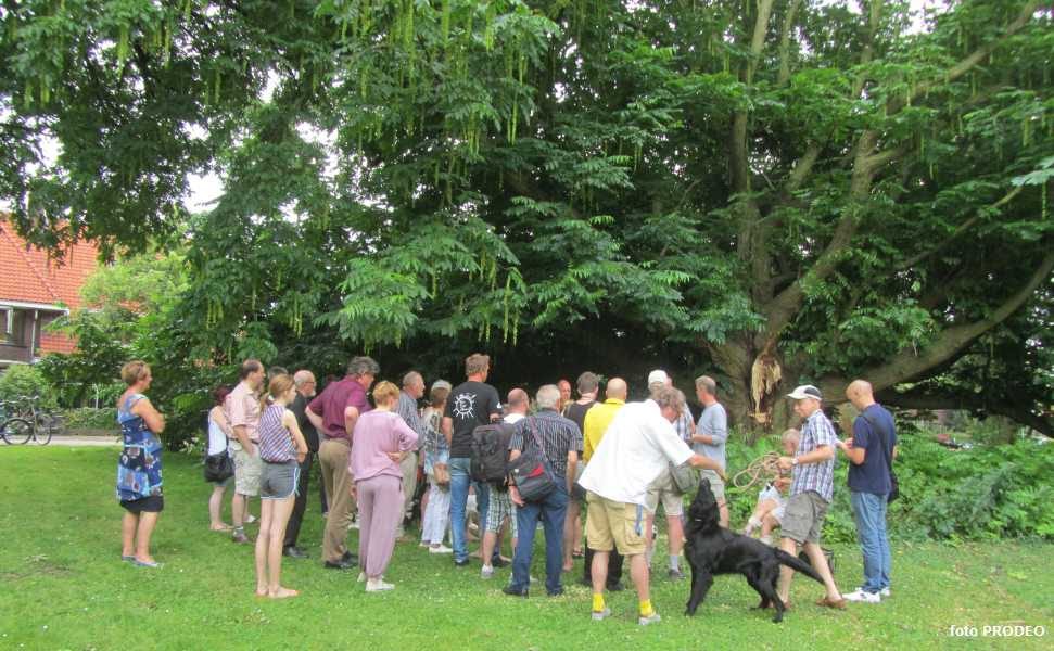 boom gered door buurtbewoners Westplantsoen