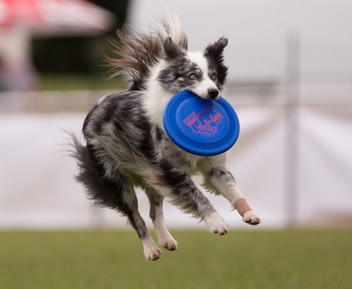 Ultimate Frisbee Delft