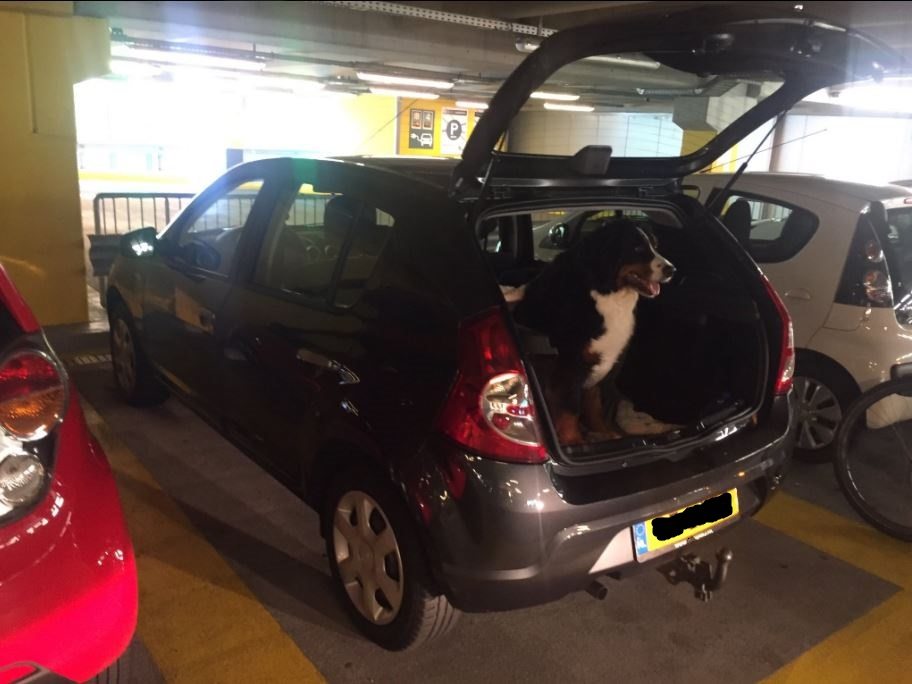 auto hond hoven passage