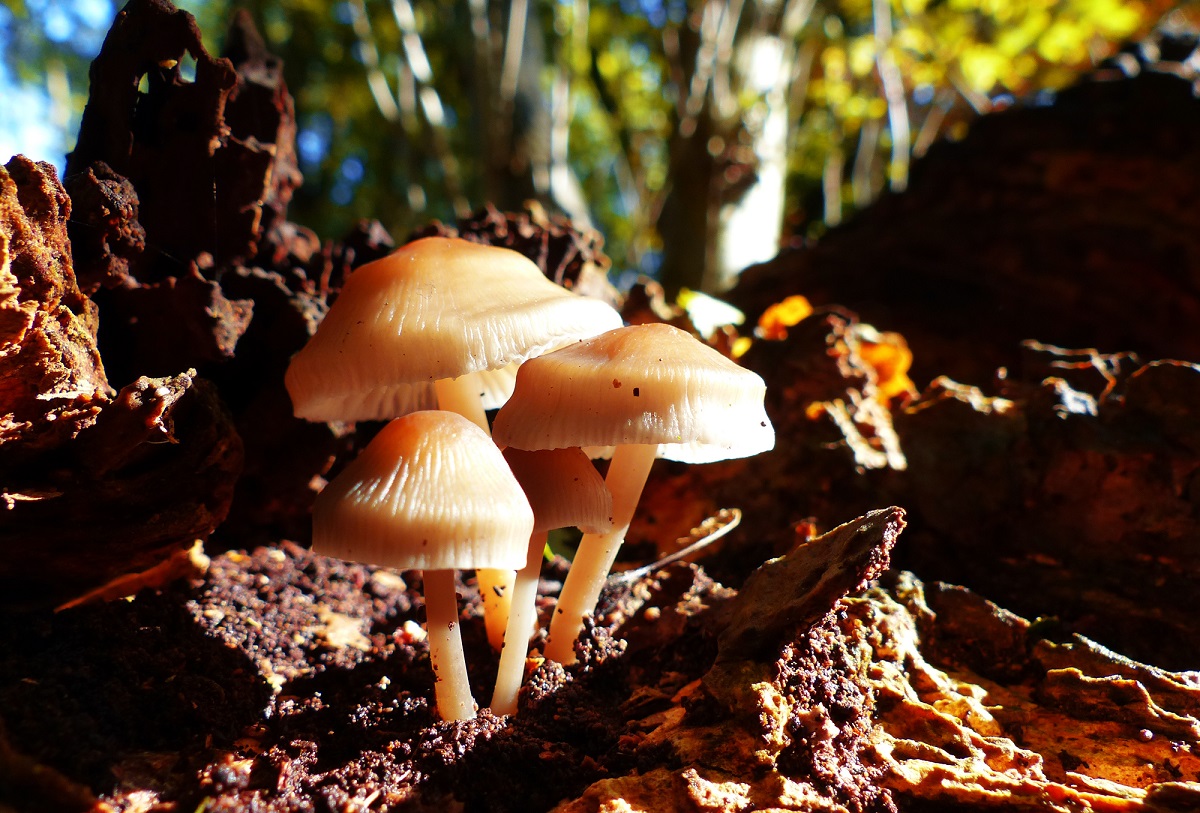 herfst-gieny-westra