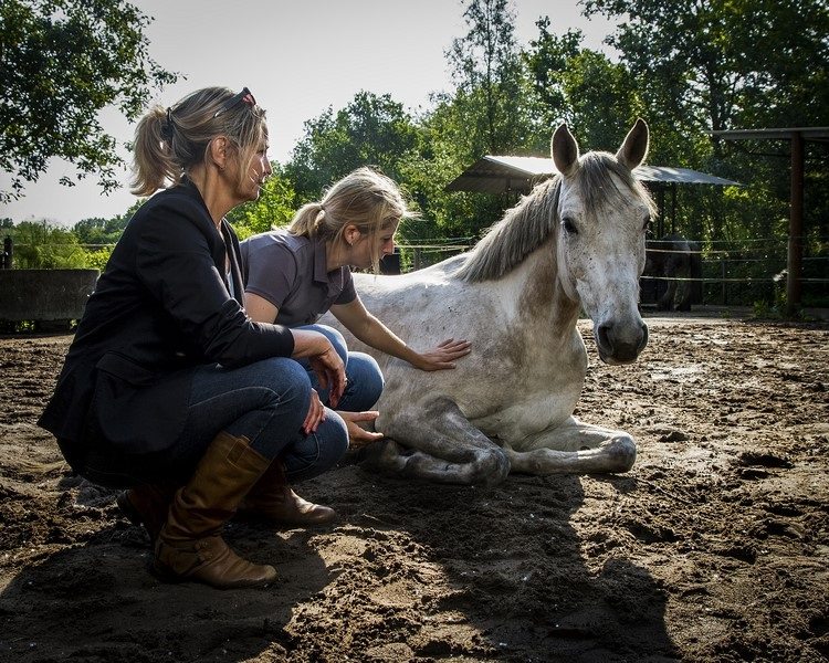 droombaan paardeninzichten-workshop