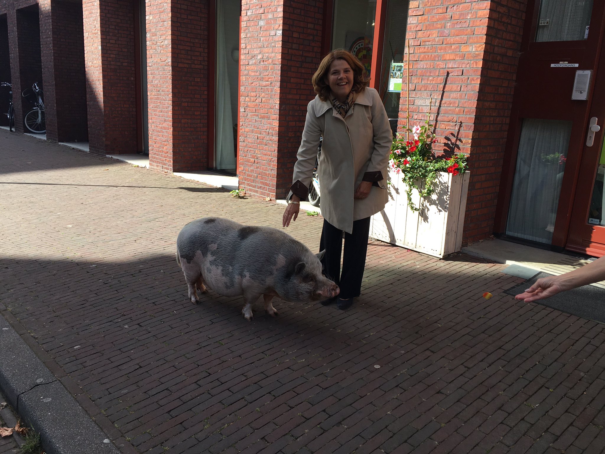 dierendag-dieren-delft-burgemeester-stadsvarken-bob-varken