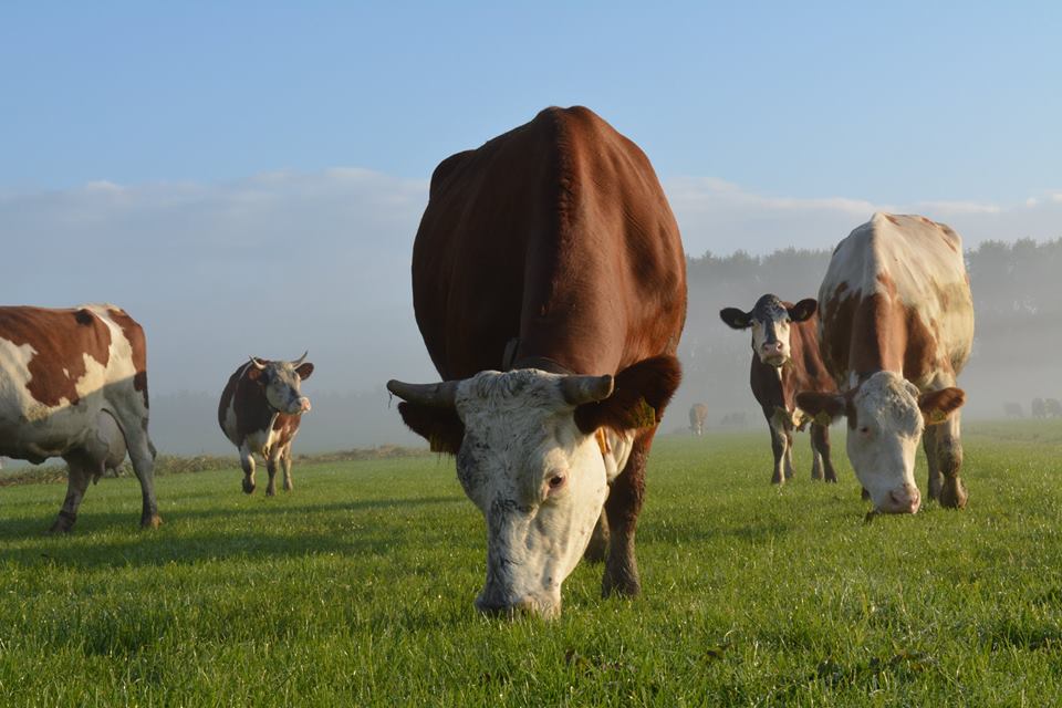 hoeve-biesland-2