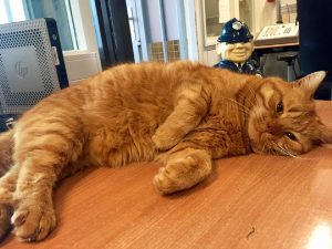 Garfield politiekat