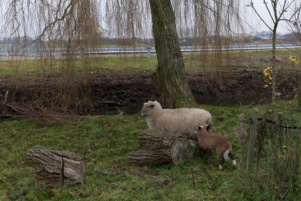 vockestaert lammetje