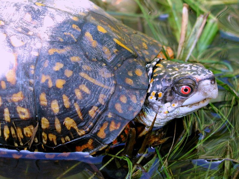 schildpad exotische dieren