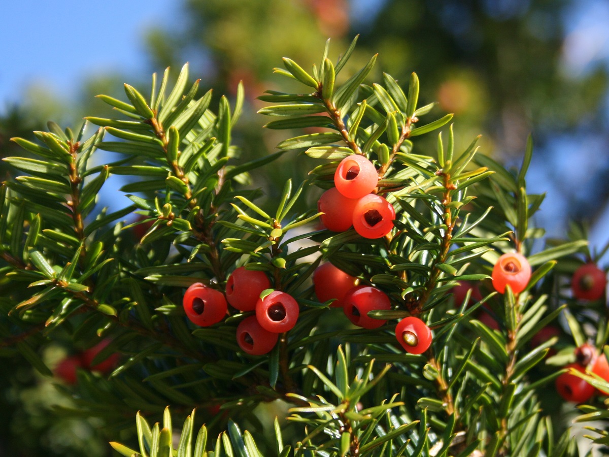 taxus
