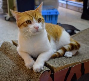 pet needs delft huisdier