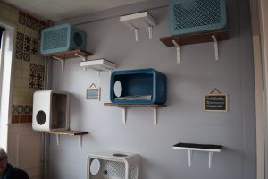 kattenkop delft