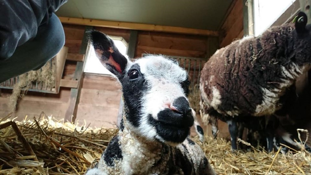 schapen tanthof