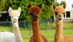 alpaca's