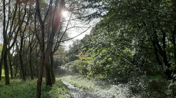 Bieslandse Bos - foto Mark Vrolijk voor iederal vollemaanwandeling