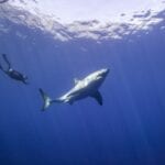 film Omniversum Great White Shark