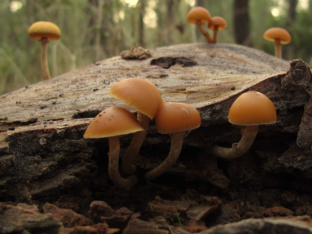 Let op: deze 7 gevaarlijke paddenstoelen wil je absoluut niet plukken - indebuurt Den Haag
