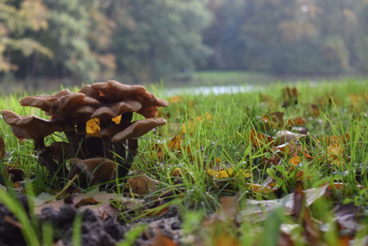 Fotoserie: Herfst in het prachtige Haagse Bos