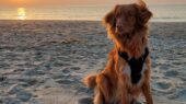 hondenbelasting Den Haag honden hond Maya