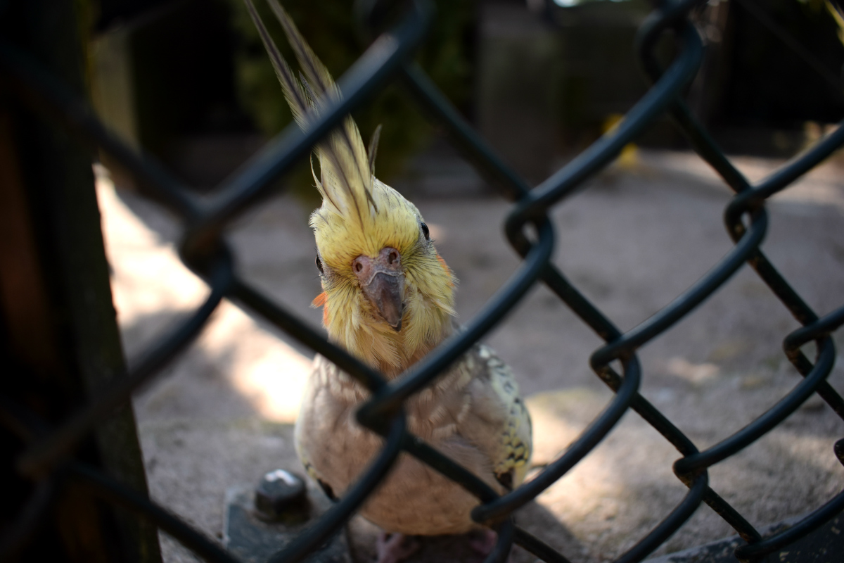 vogel