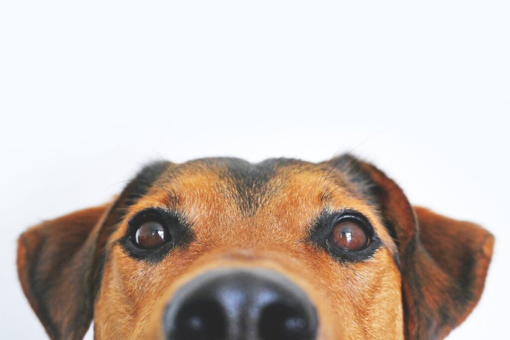 Hond2