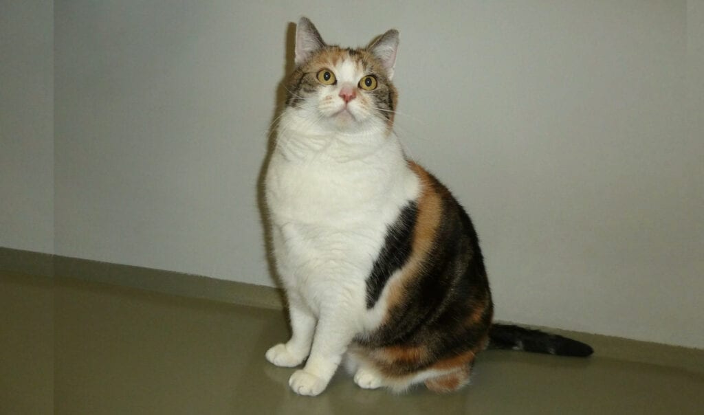 Kitty