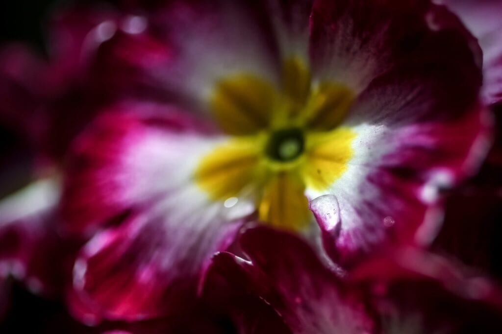 Primula lentekriebels bloemen in tuin