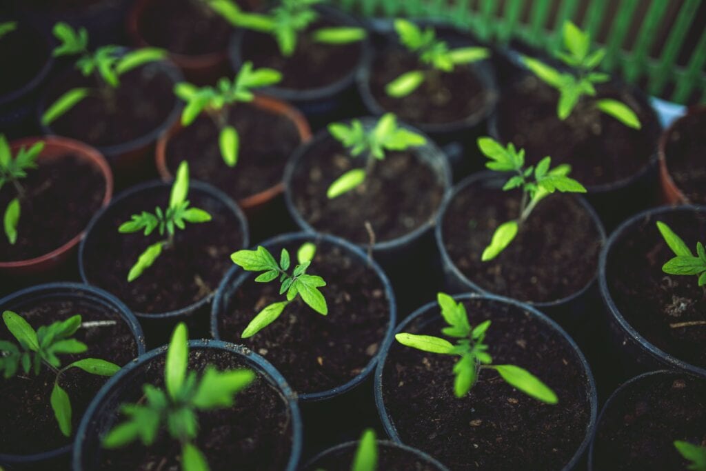 Planten via Pexels